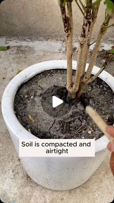 a person is holding a stick to a potted plant with soil and dirt in it