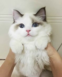 a white cat with blue eyes is being held up by someone's hands in front of the camera