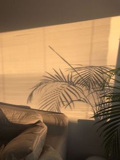 a palm tree casts a shadow on the wall next to a couch in a living room