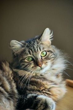 a cat laying on top of a wooden table next to a bowl with green eyes