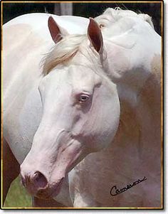 two white horses standing next to each other