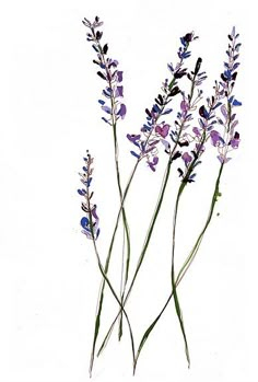 three purple flowers are shown on a white background