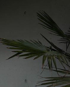 a palm tree in front of a white wall