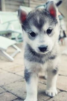 a small gray and white puppy standing on top of a brick floor