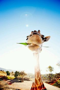 a giraffe with its tongue sticking out to eat some leaves from it's long neck