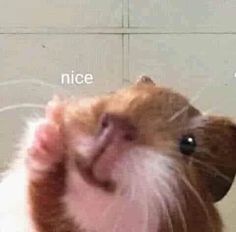 a brown and white hamster looking up at the camera