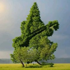 two trees in the middle of a field with storm clouds above them and one tree blowing in the wind