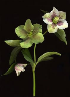 two white flowers with green leaves on a black background and one pink flower in the foreground