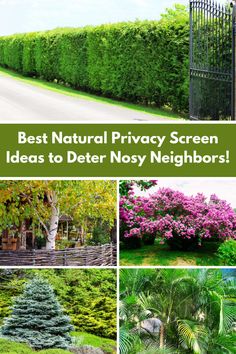 the best natural privacy screen ideas to deter noisy neighborss in your yard and garden