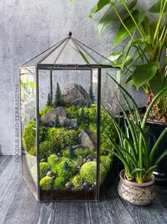 a glass box filled with plants on top of a wooden table next to a potted plant