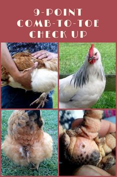 there are pictures of chickens that have been hatched in the same way as people