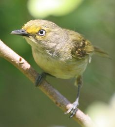 a small bird sitting on top of a tree branch