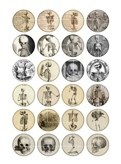 a bunch of different types of skeletons on plates