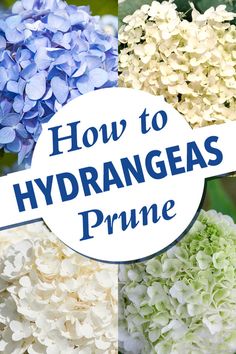 the words how to hydrangeas prine are in blue, white and green flowers