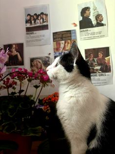 a black and white cat sitting in front of flowers