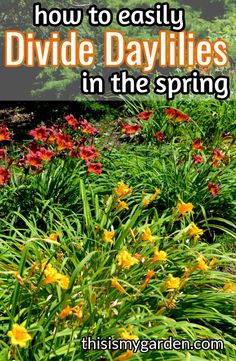 flowers in the grass with text overlay how to easily divide daylilies in the spring