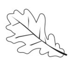 an oak leaf is shown in black and white, with the outline drawn on it