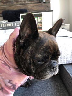 a small dog wearing a pink shirt on top of a bed