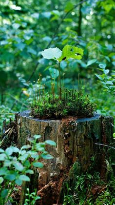 a tree stump with grass growing out of it