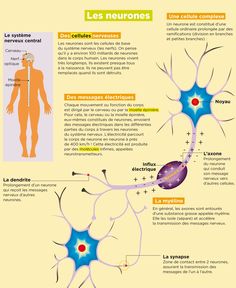 a diagram of the nervous system