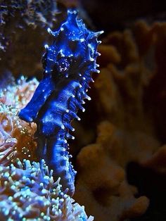 a blue sea horse is on top of some corals