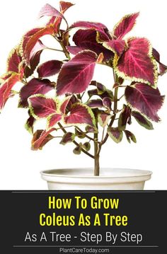 a potted plant with red leaves and the words how to grow coleus as a tree