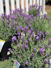 lavender plants in pots on the grass