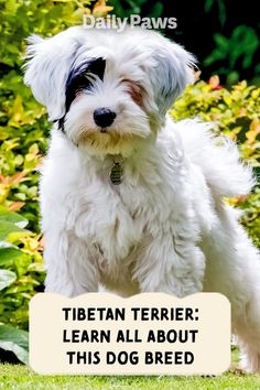 a small white dog standing on top of a lush green field