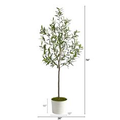 Cure your Italian wanderlust with this Olive Artificial Tree that will make all your Mediterranean dreams come true. Green olive leaves adorn the delicate stems that are accented by faux olives, so realistic you’ll want to eat them. Best of all? Zero Maintenance! This rustic faux olive tree stands 70" from a white tin planter (included in height), a Bello addition for tight spaces. Place in apartments, low ceiling rooms or bathrooms and instantly transform your space." Scandinavian Modern House, Tin Planters, Faux Olive Tree, Olive Leaves, Miami Life, Silk Tree, Silk Plants, Artificial Trees, Olive Leaf