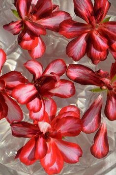 red flowers are floating in a clear bowl