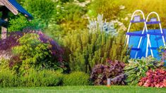 the garden is full of colorful flowers and plants in blue buckets next to a birdhouse