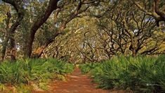 a dirt road surrounded by lots of trees and plants on both sides of the path