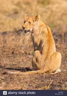 a lion sitting on the ground with its mouth open