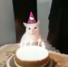 a white cat wearing a birthday hat on top of a cake