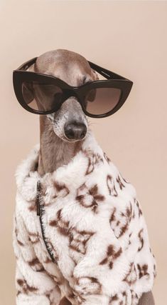 a dog wearing sunglasses and a fur coat