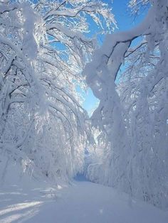 a snow covered road surrounded by trees on both sides