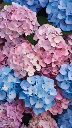 blue and pink hydrangea flowers with green leaves