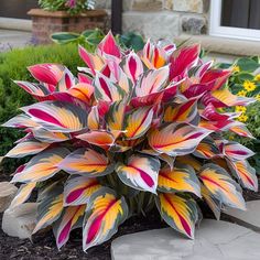 a large colorful plant in front of a house