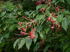 some red berries are growing on the tree