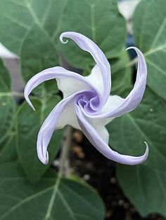 a purple and white flower is in the middle of green leafy plants with text that reads, oci datra stramonium aka