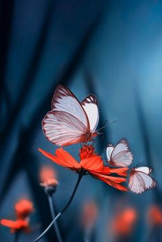 two butterflies sitting on top of a red flower