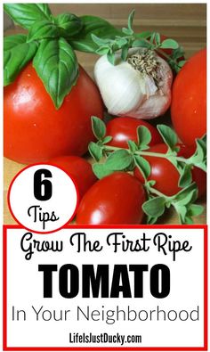 tomatoes and garlic with the title 6 tips to grow the first ripe tomato in your neighborhood