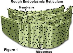 the diagram shows how to wrap an endoplasmic retictum