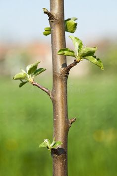 a small tree branch with green leaves on it