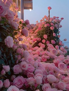 pink roses line the side of a building