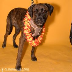 a brown dog wearing a lei around its neck and looking at the camera while standing in front of an orange wall