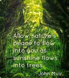 an image of a forest with trees and the quote, allow nature's peace to flow into you as sunshineflowers into trees