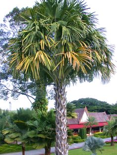 a palm tree in front of a house