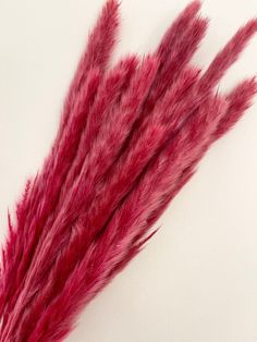 some red feathers are on a white surface and it looks like they have been dyed pink