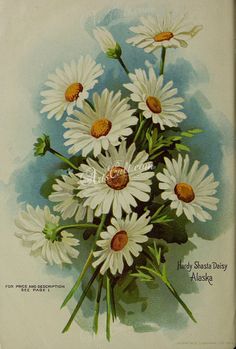 a painting of white daisies on a blue background